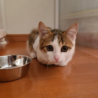 かんじ（大口町登録団体大口猫の会）