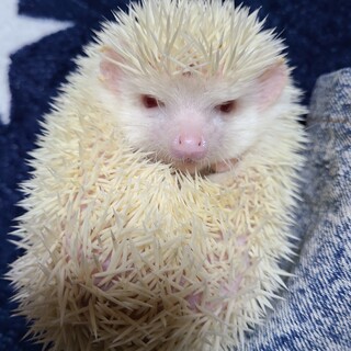 里親決定アルビノの女の子里親募集中です。