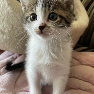 募集一時停止⭐️キジ白男子総司