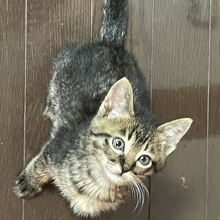 募集一時停止⭐️キジトラ男の子トシ