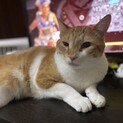 茶トラの懐っこいらいむくん！