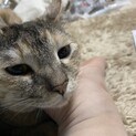 人間大好きももちゃん