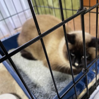 シャムネコミックス？