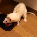 フェレット2頭里親募集