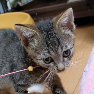 【柏市】しおん♡元気いっぱいかわいいキジトラ男子