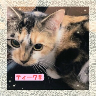 大人しい三毛猫のティークちゃん❤️