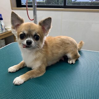プリンちゃん⭐︎チワワ のおんなのこです！