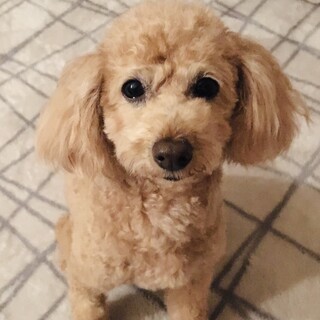 可愛くて甘やかしたくなっちゃうね♪ファーファちゃん