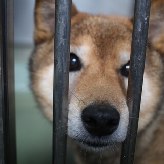 クリクリのお目目が可愛い、どんぐり君
