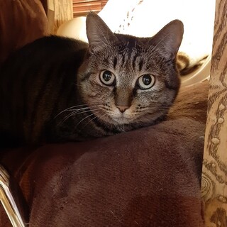 ビビリだけど甘えん坊、面倒見が良く優しいアーニム