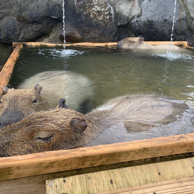 とうんとのカバー写真