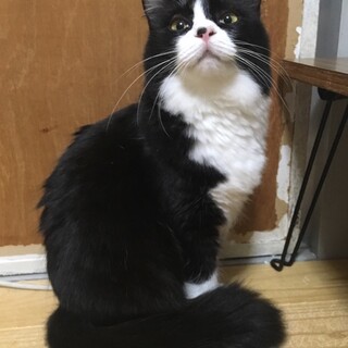 タヌキ寄りの白黒ちゃん