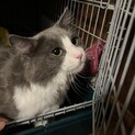 飼い主放棄の純血のラガマフィン（１頭飼い推奨）