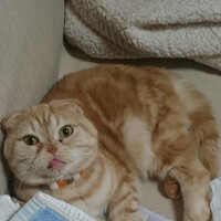 ベロン