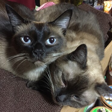 シーザー兄ちゃんと