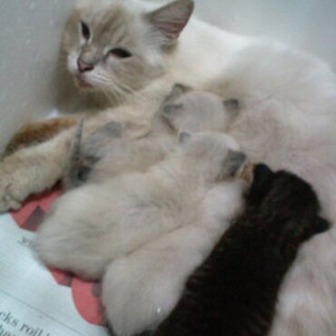 保護２日目　生後３週ぐらいだったね