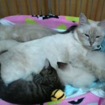 華ちゃん・・・お別れ　ちょっと早すぎだよ・・・