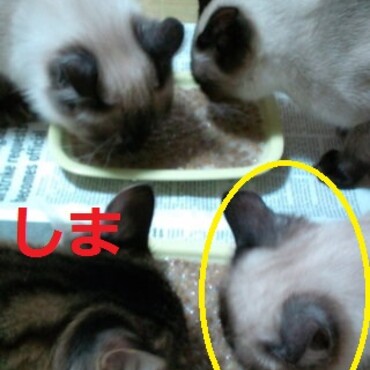 仲良し　４兄妹