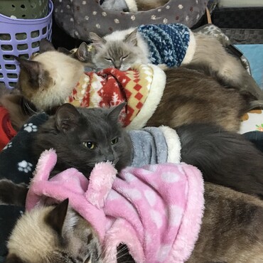 早く　帰っておいで！