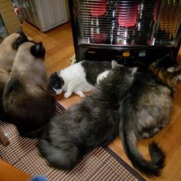 しま　や　ナナ　には　逢えたかなぁ・・・