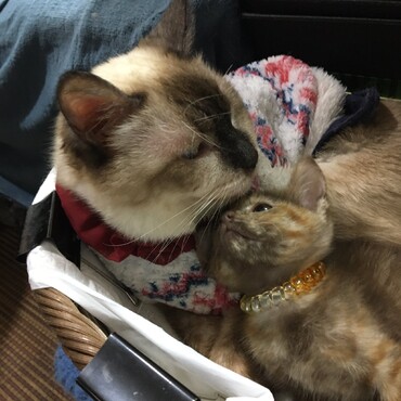 あーずの子守り　ご苦労さん！