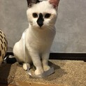 お膝大好き甘えん坊の白黒くん