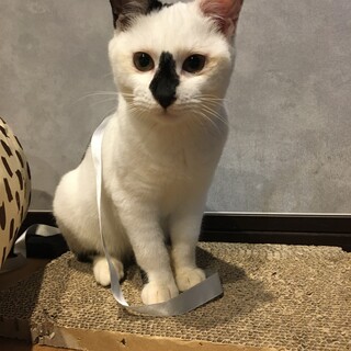 お膝大好き甘えん坊の白黒くん