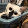 お膝大好き甘えん坊の白黒くん サムネイル2