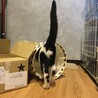 お膝大好き甘えん坊の白黒くん サムネイル3