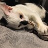 お膝大好き甘えん坊の白黒くん サムネイル4