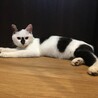お膝大好き甘えん坊の白黒くん サムネイル5