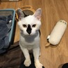 お膝大好き甘えん坊の白黒くん サムネイル6