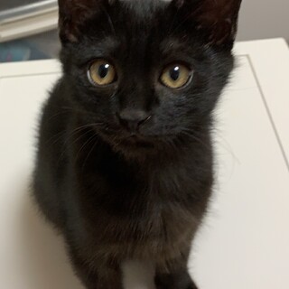 ハンサム黒猫君❗️