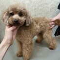 他犬舎の男の子の里親様募集