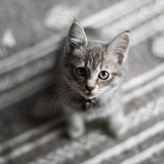 サバトラ・長毛の男の子