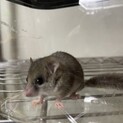 アフリカヤマネ募集