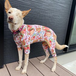 わんだらけ21 サムネイル3