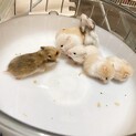ゴールデンハムスター の赤ちゃん