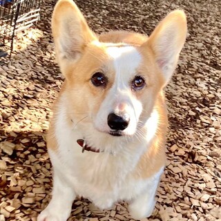 ♥コールちゃん♥ちょっとビビりなコーギーの女の子
