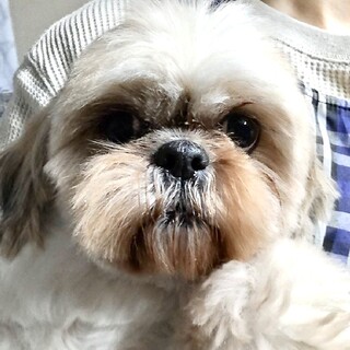 シーズー女の子