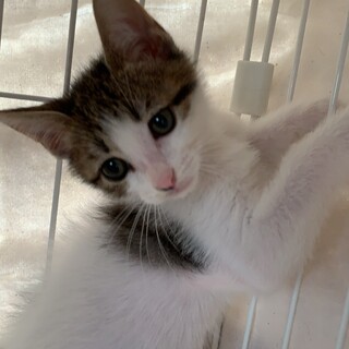 美猫のキジ白ちゃん