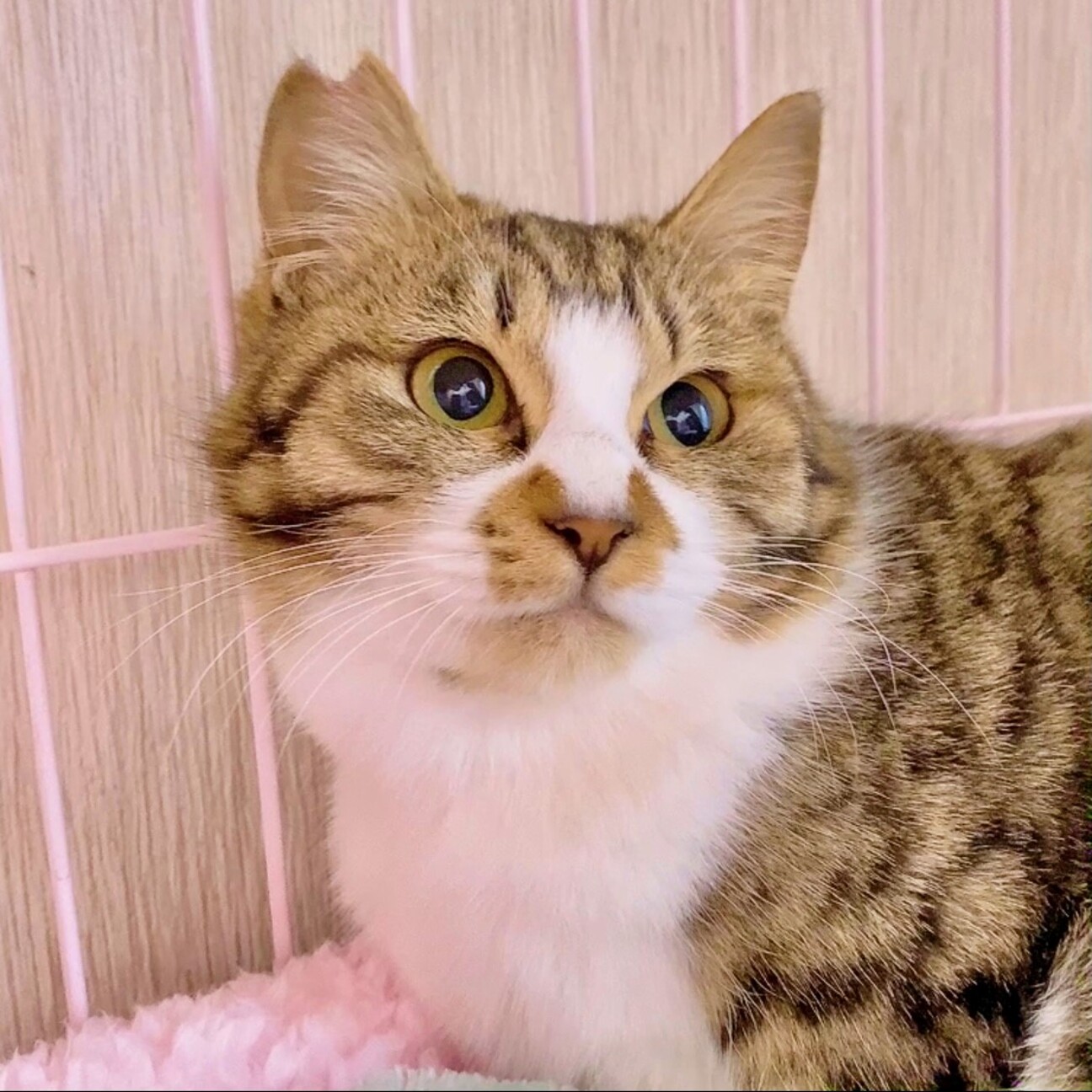 可愛いミミちゃん❣」奈良県 - 猫の里親募集(395948) :: ペットの