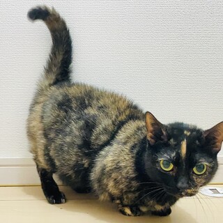 マンチカン短足、おめめがまん丸の可愛い女の子♪