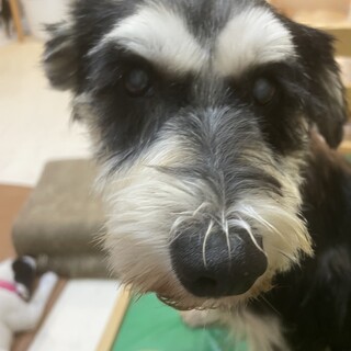 【小平市】優しいシュナウザーの女の子！乙女ちゃん