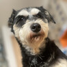 【小平市】優しいシュナウザーの女の子！乙女ちゃん サムネイル2
