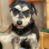 【小平市】優しいシュナウザーの女の子！乙女ちゃん サムネイル3