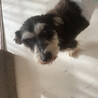 【小平市】優しいシュナウザーの女の子！乙女ちゃん サムネイル4