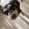 【小平市】優しいシュナウザーの女の子！乙女ちゃん サムネイル7