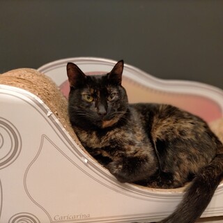 ネコも人も大好きな【ユリ】