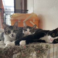 猫の里親会in牛久　茨城県　12月は第三日曜日開催です サムネイル2